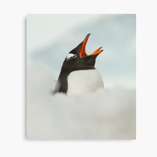Penguin yawn Canvas Print