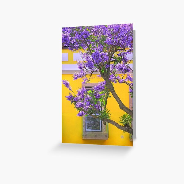 jacaranda Greeting Card