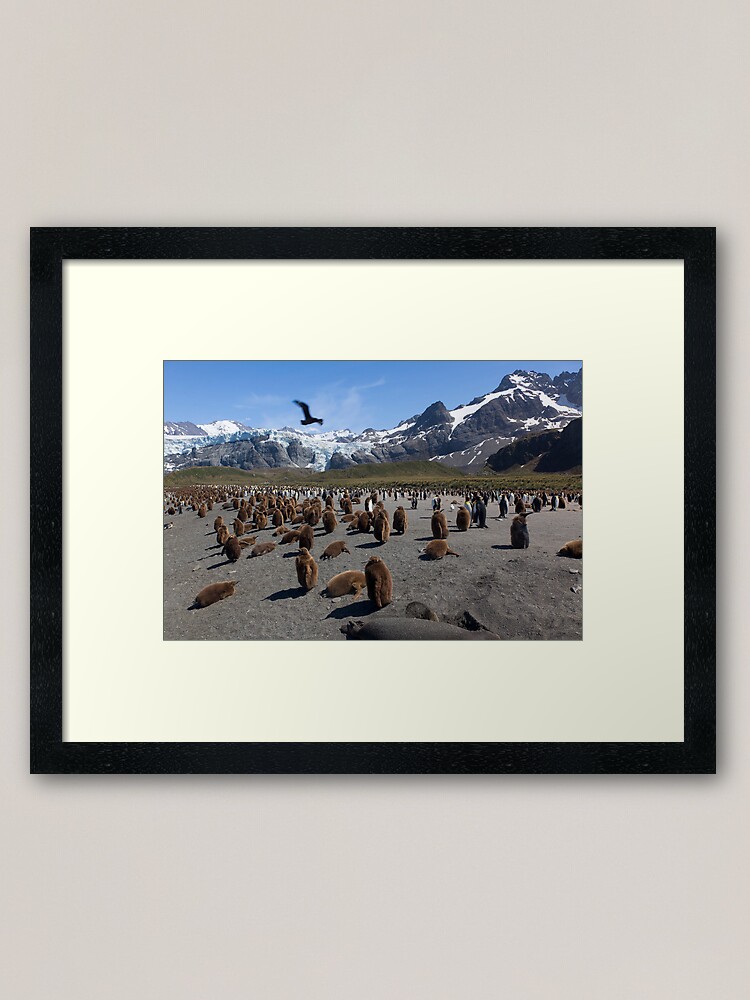 Alternate view of Skua flyby Framed Art Print