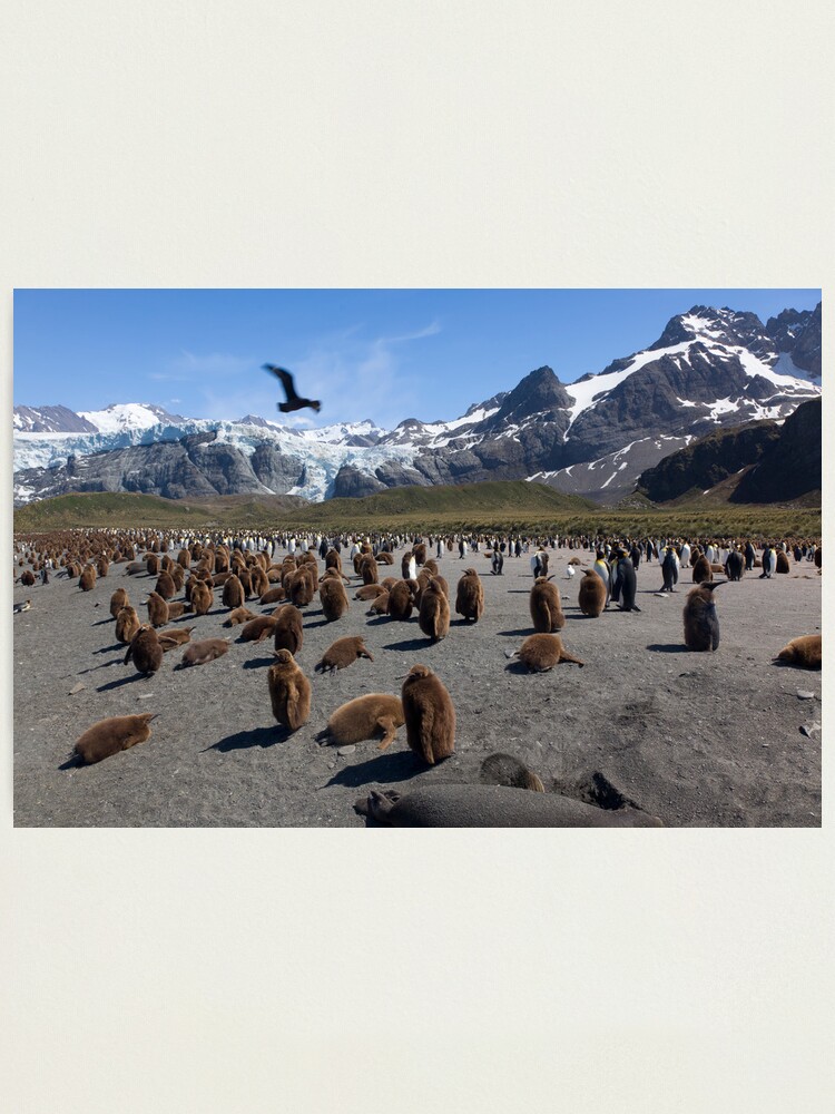 Alternate view of Skua flyby Photographic Print
