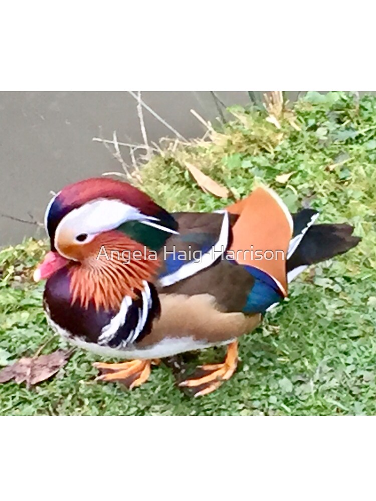 mandarin duck plush