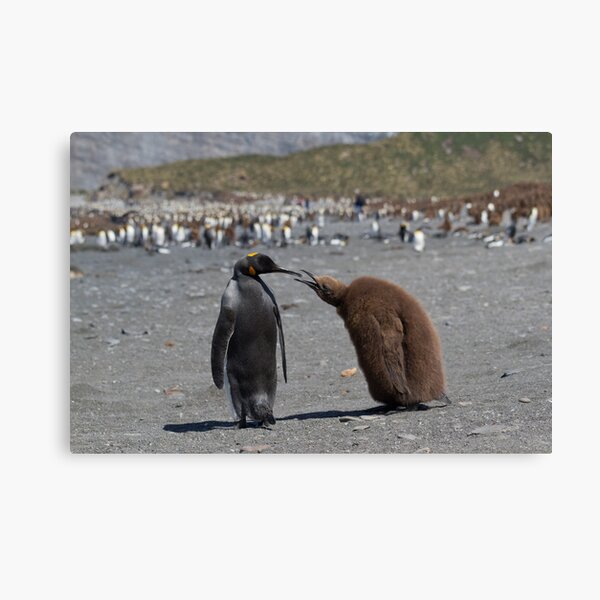 Feed me! Canvas Print