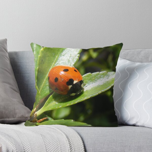 Artikelvorschau, ladybird entworfen und verkauft von amylw1.
