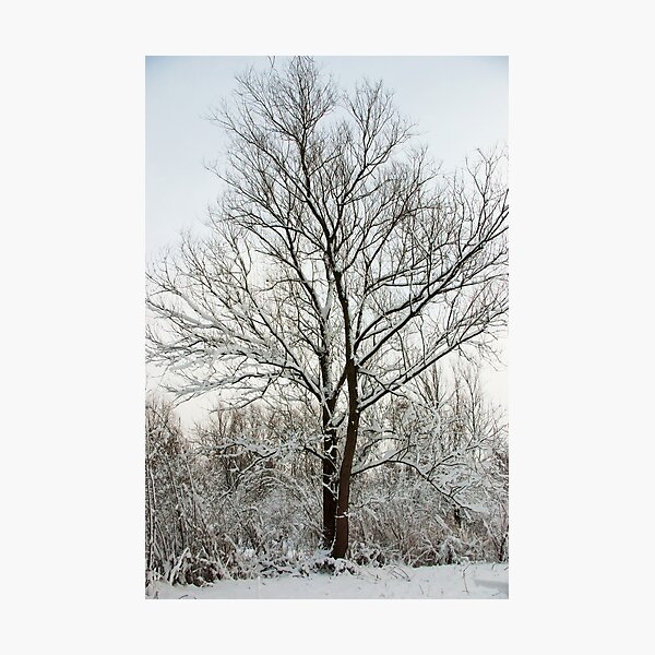 Together in harmony Photographic Print