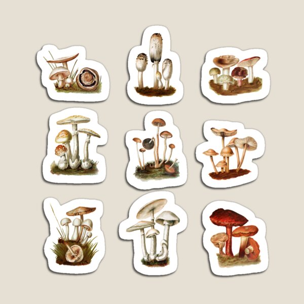 mushroom and fungi vintage illustrations Magnet
