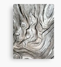 DRIFTWOOD STUDY 3 Metal Print