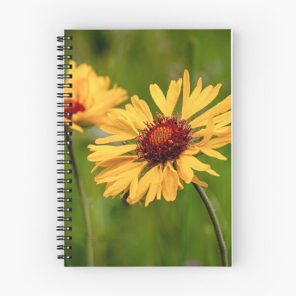 Item preview, Blanketflower (Brown-Eyed Susan), Glacier National Park designed and sold by AvocaSpring.