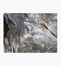 DRIFTWOOD STUDY 6 Photographic Print