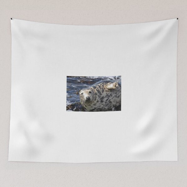 Item preview, A Grey Seal (Halichoerus grypus) basking on rocks designed and sold by Chris Monks.