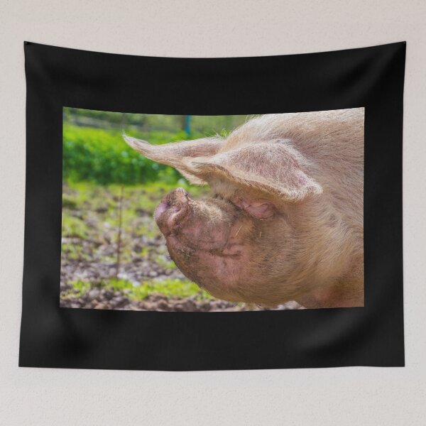 Item preview, #101 Pet Pig at Manor organic Farm. designed and sold by phutball.