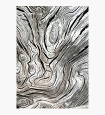 DRIFTWOOD STUDY 2 Photographic Print