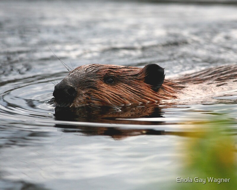 "Maine Beaver" Photographic Prints by Enola Wagner Redbubble