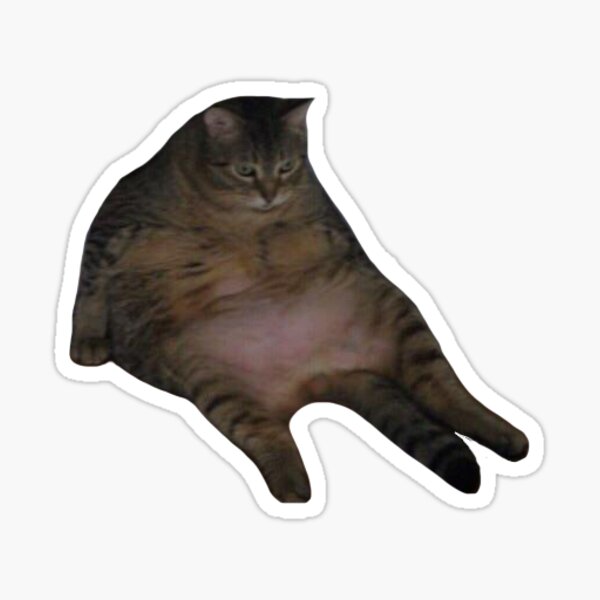 Featured image of post Fat Cat Drawing Meme Polish your personal project or design with these fat cat transparent png images make it even more personalized and more attractive