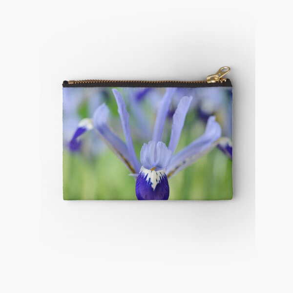 Item preview, Iris  'Clairette'  Reticulata  designed and sold by Chris Burrows.