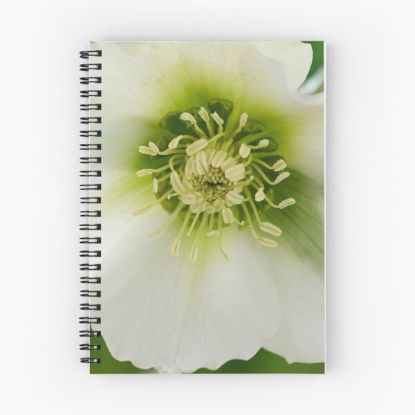 Item preview, Helleborus x hybridus  'Pretty Ellen White'  Hellebore  designed and sold by Chris Burrows.