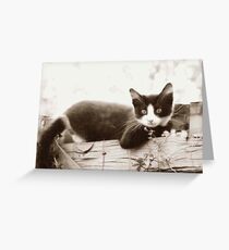 Fence Sitter Greeting Card