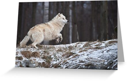 "Arctic Wolf" Greeting Card by bmaynard | Redbubble