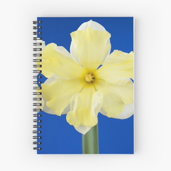 Item preview, Narcissus  'Cassata'  Daffodil  Division 11a Split-corona: Collar  designed and sold by Chris Burrows.