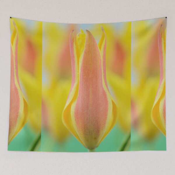 Item preview, Tulipa kolpakowskiana  AGM  Kolpakowsky's tulip  Miscellaneous tulip  designed and sold by Chris Burrows.