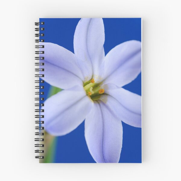 Item preview, Ipheion  'Rolf Fiedler'  AGM  Spring starflower  designed and sold by Chris Burrows.