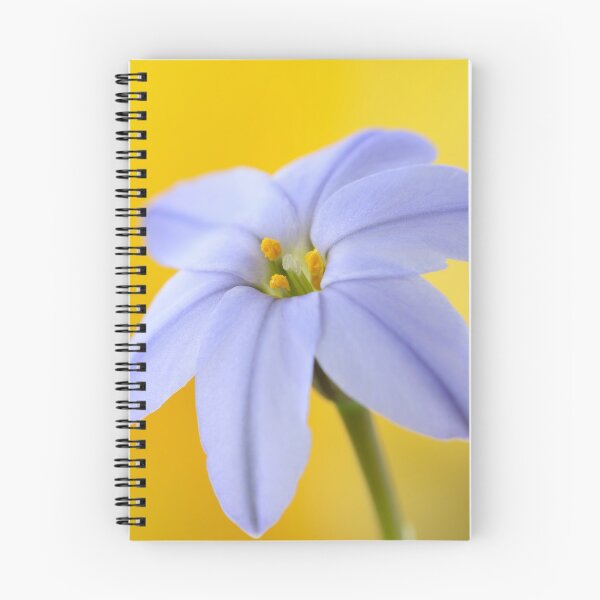 Item preview, Ipheion  'Rolf Fiedler'  AGM  Spring starflower  designed and sold by Chris Burrows.