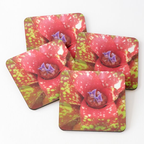 Item preview, Color Me Red Bromeliad designed and sold by rosiebrown.