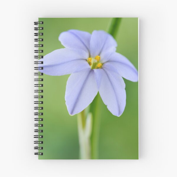 Item preview,  Ipheion 'Rolf Fiedler' AGM Spring starflower designed and sold by Chris Burrows.
