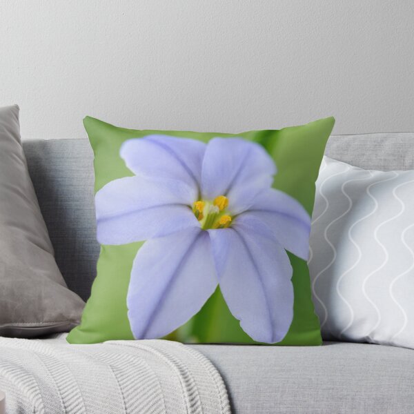 Item preview,  Ipheion 'Rolf Fiedler' AGM Spring starflower designed and sold by Chris Burrows.