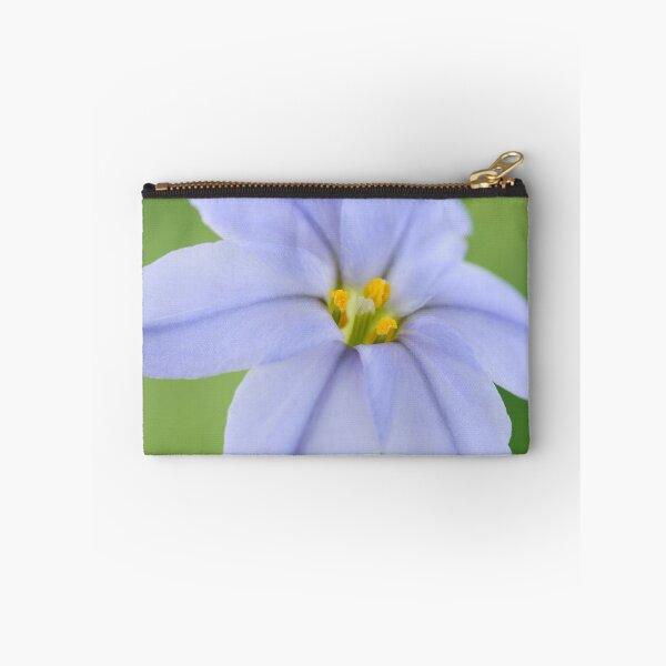 Item preview,  Ipheion 'Rolf Fiedler' AGM Spring starflower designed and sold by Chris Burrows.