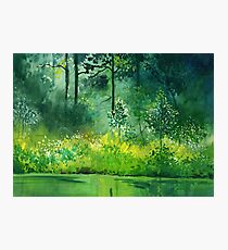 Light n Greens Photographic Print