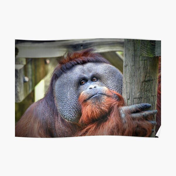 Bornean Orangutan  Posters Redbubble