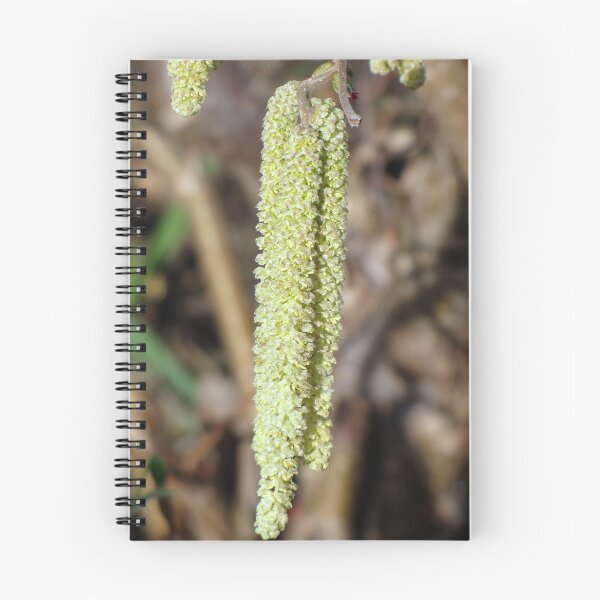Item preview, Corylus Avellana Contorta Tree - Contorted Hazel designed and sold by Sharon Perrett.