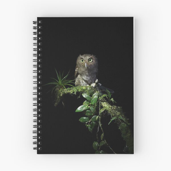 Aperçu de l'œuvre Screech Owl vermiculé créée et vendue par mlorenz.