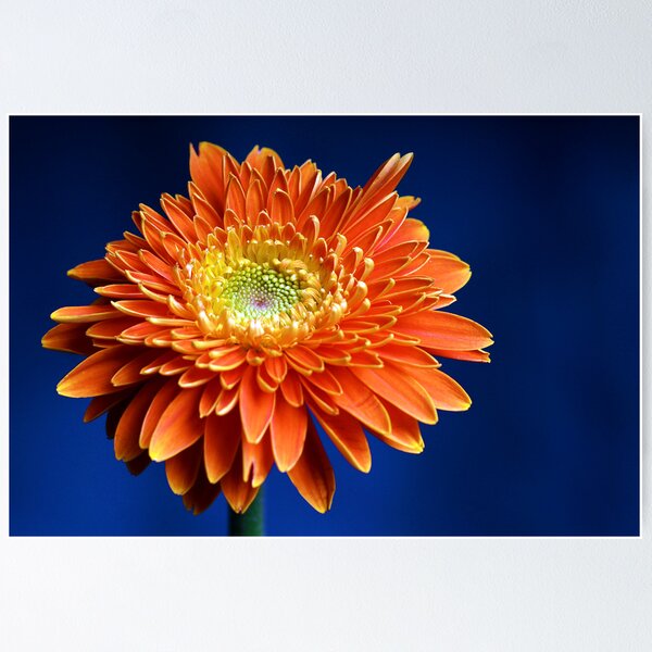 Item preview, Flower w/ Blue Background II designed and sold by Douglas M. Paine.