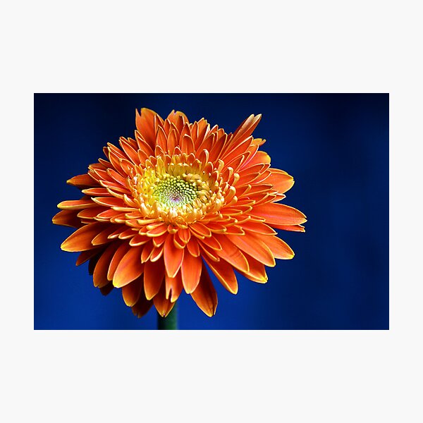 Item preview, Flower w/ Blue Background II designed and sold by Douglas M. Paine.