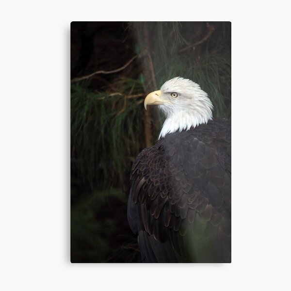 Sentinel Metal Print