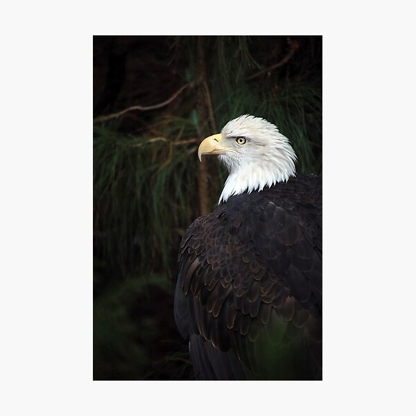 Sentinel Photographic Print