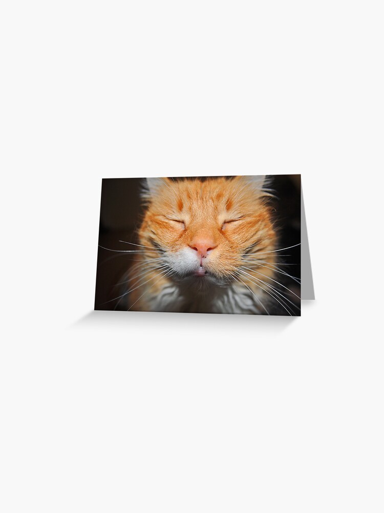 Thumbnail 1 of 2, Greeting Card, Even Cats Close Their Eyes When Having Their Picture Taken designed and sold by Jdubphotog.