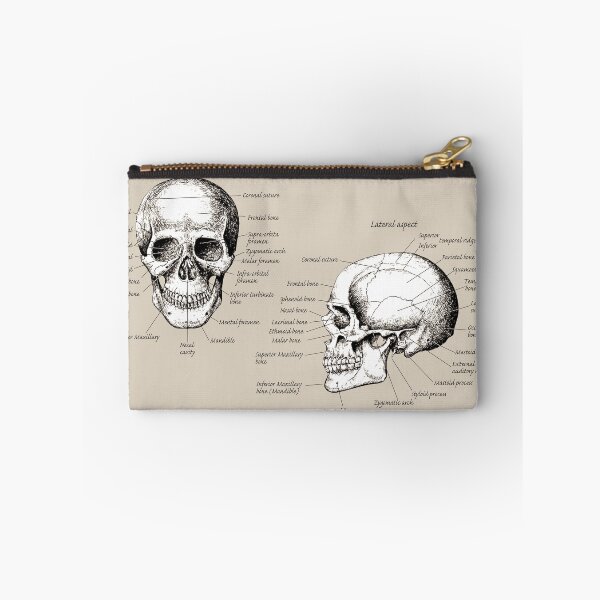 Item preview, The main bones of the human skull, face and side view. designed and sold by Squirrox.