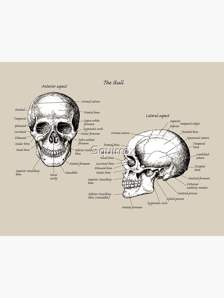 The main bones of the human skull, face and side view. | Canvas Print