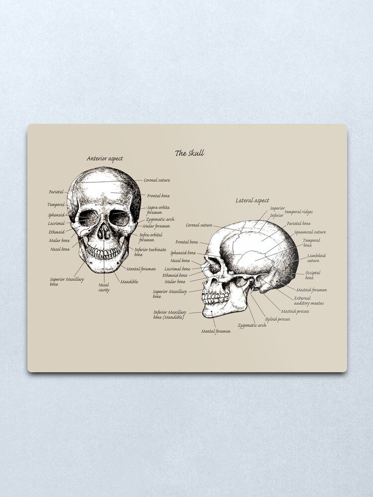 Lamina Metalica Los Huesos Principales Del Craneo Humano La Cara Y La Vista Lateral De Squirrox Redbubble
