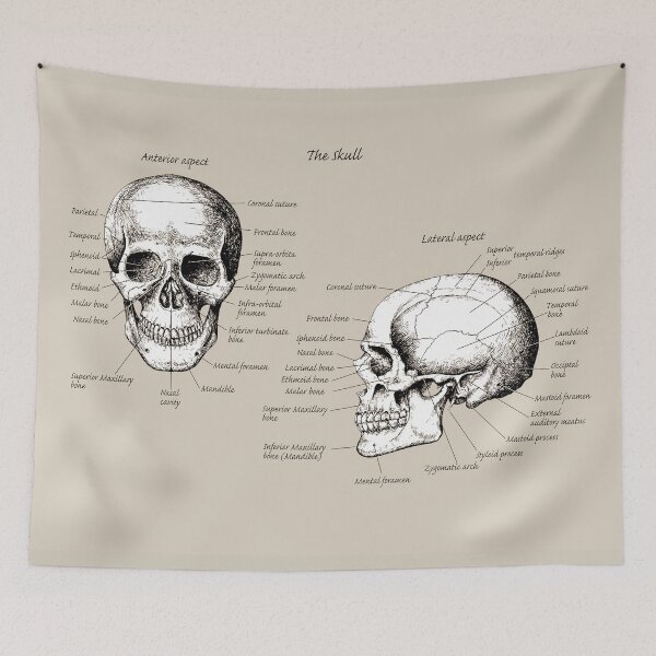 Item preview, The main bones of the human skull, face and side view. designed and sold by Squirrox.