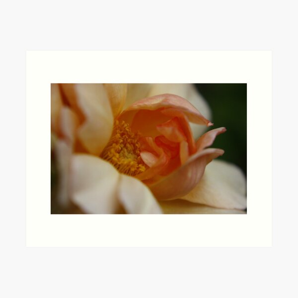 Aperçu de l'œuvre Rose Crepuscule créée et vendue par aka-ell.