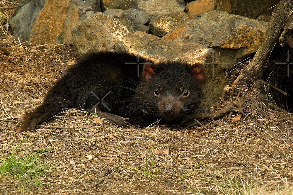 "Tasmanian Devil, Cradle Mountain" von SusanAdey | Redbubble