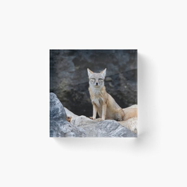 Aperçu de l'œuvre Vulpes corsac créée et vendue par Mythos57.