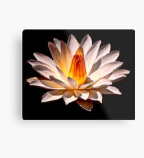 Yellow Glow Fragrant Water Lily Metal Print