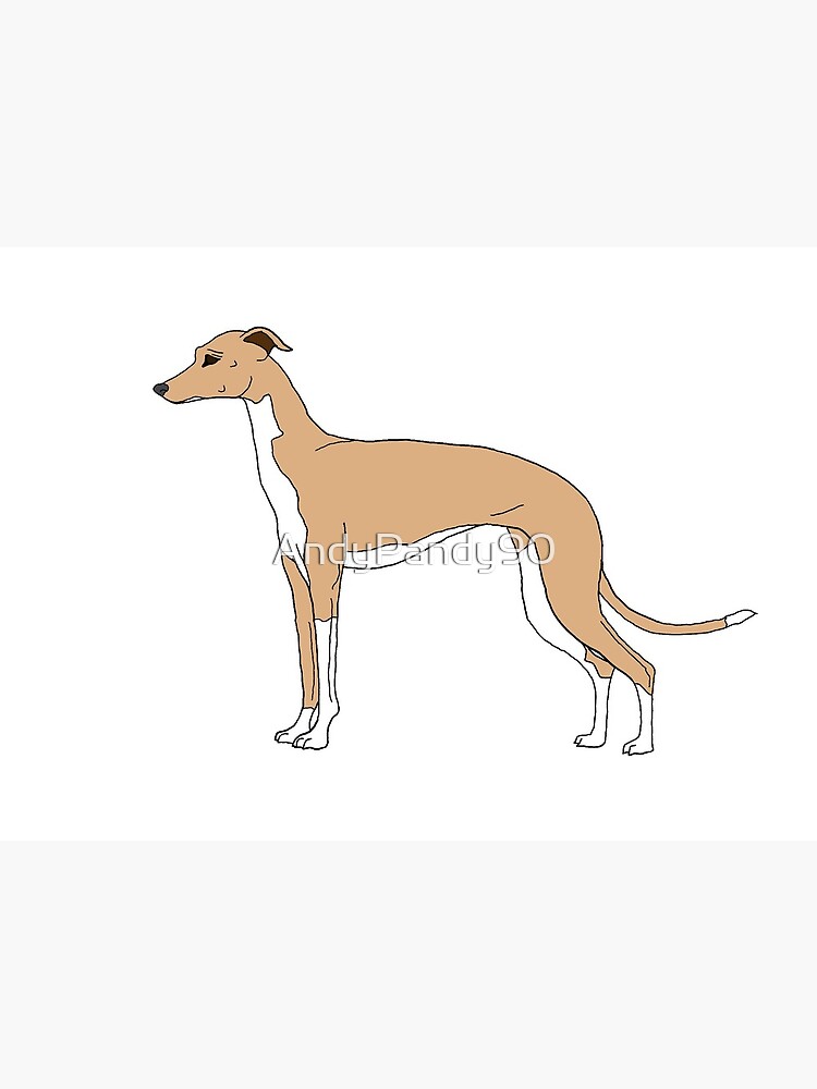 galgo italiano cervatillo azul