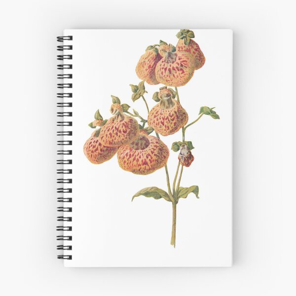 Item preview, Slipper flowers, lady's purse, pocketbook flower, slipperwort, Calceolaria, Plants Print, Original Flower Print, Botanical Antique, Antique print, Foxglove Wall art, Foxglove Flower, Botanical Prints designed and sold by Studio66Designs.