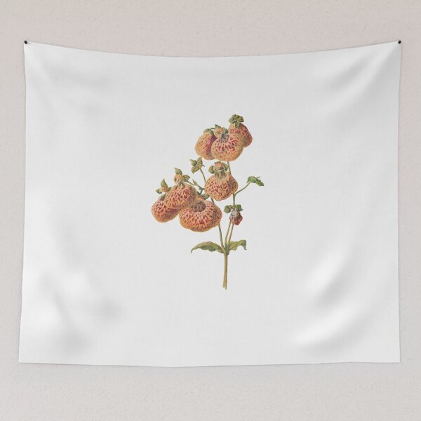 Item preview, Slipper flowers, lady's purse, pocketbook flower, slipperwort, Calceolaria, Plants Print, Original Flower Print, Botanical Antique, Antique print, Foxglove Wall art, Foxglove Flower, Botanical Prints designed and sold by Studio66Designs.