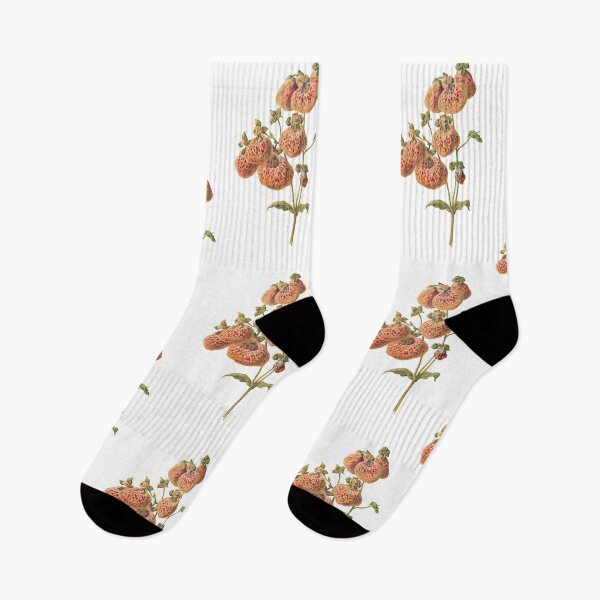 Item preview, Slipper flowers, lady's purse, pocketbook flower, slipperwort, Calceolaria, Plants Print, Original Flower Print, Botanical Antique, Antique print, Foxglove Wall art, Foxglove Flower, Botanical Prints designed and sold by Studio66Designs.